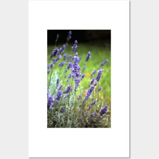 The lavender Posters and Art